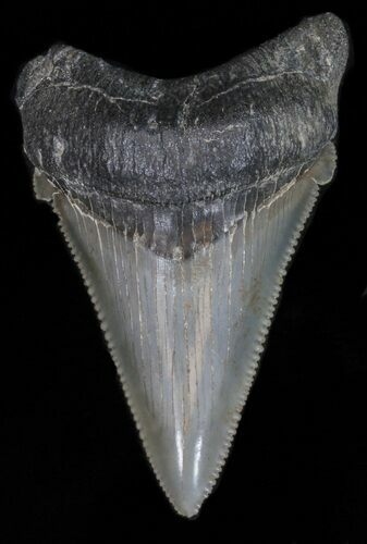 Excellent, Angustidens Tooth - Megalodon Ancestor #40640